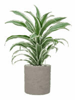 Dracaena Fragrans White Jewel In Rough D 17 H 59 cm - PlantenShop24 - 19-06-2025