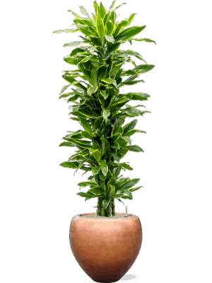 Dracaena Golden Coast In Baq Metallic Silver Leaf D 31 H 181 cm - PlantenShop24 - 04-06-2025