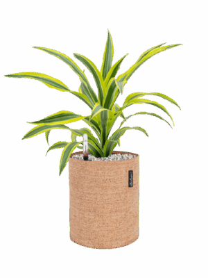 Dracaena Lemon Lime In Lechuza Trendcover Cork D 17 H 51 cm - PlantenShop24 - 17-06-2025