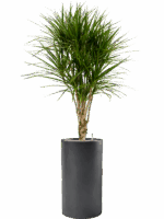 Dracaena Marginata In Baq Basic D 27 H 183 cm - PlantenShop24 - 17-06-2025