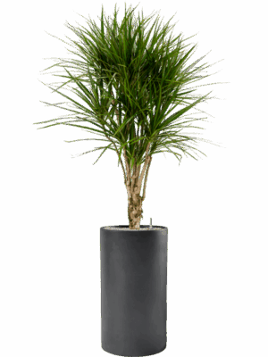 Dracaena Marginata In Baq Basic D 27 H 183 cm - PlantenShop24 - 17-06-2025
