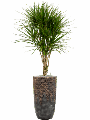 Dracaena Marginata In Baq Luxe Lite Universe Comet D 27 H 185 cm - PlantenShop24 - 17-06-2025