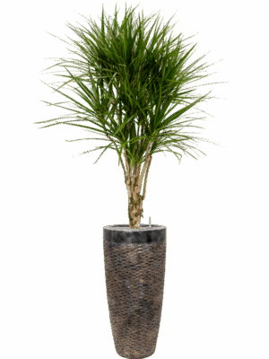 Dracaena Marginata In Baq Luxe Lite Universe Layer D 27 H 185 cm - PlantenShop24 - 17-06-2025