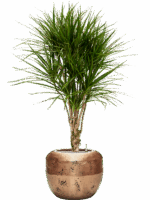 Dracaena Marginata In Baq Opus Raw D 27 H 155 cm - PlantenShop24 - 17-06-2025