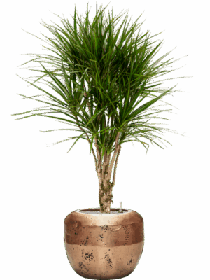 Dracaena Marginata In Baq Opus Raw D 27 H 155 cm - PlantenShop24 - 17-06-2025