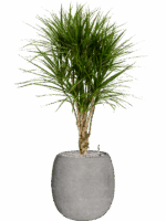 Dracaena Marginata In Baq Polystone Coated Plain D 27 H 131 cm - PlantenShop24 - 03-06-2025