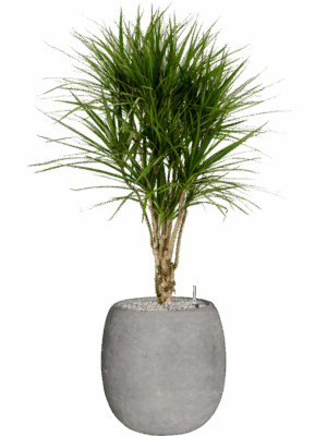 Dracaena Marginata In Baq Polystone Coated Plain D 27 H 131 cm - PlantenShop24 - 03-06-2025
