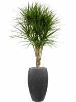 Dracaena Marginata In Baq Raindrop D 27 H 176 cm - PlantenShop24 - 17-06-2025