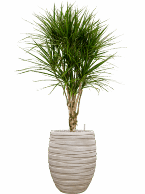 Dracaena Marginata In Baq Tornado D 27 H 136 cm - PlantenShop24 - 17-06-2025