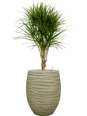 Dracaena Marginata In Baq Tornado D 27 H 152 cm - PlantenShop24 - 17-06-2025