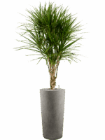 Dracaena Marginata In Grigio D 27 H 184 cm - PlantenShop24 - 17-06-2025