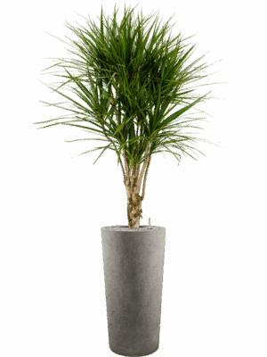 Dracaena Marginata In Grigio D 27 H 184 cm - PlantenShop24 - 17-06-2025