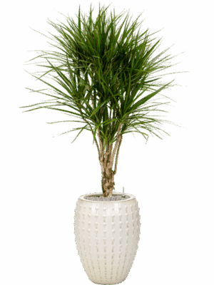 Dracaena Marginata In Laos D 27 H 169 cm - PlantenShop24 - 17-06-2025