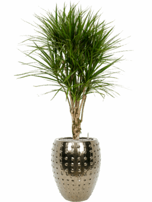 Dracaena Marginata In Laos D 27 H 170 cm - PlantenShop24 - 17-06-2025