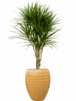 Dracaena Marginata In Laos D 27 H 171 cm - PlantenShop24 - 17-06-2025