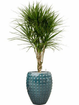 Dracaena Marginata In Laos D 27 H 171 cm - PlantenShop24 - 17-06-2025