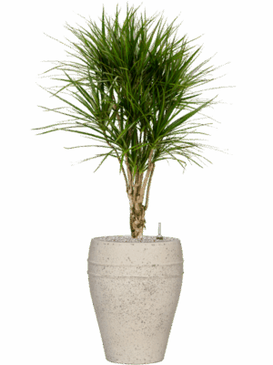Dracaena Marginata In Mediterranean D 27 H 140 cm - PlantenShop24 - 17-06-2025