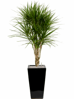 Dracaena Marginata In Plain D 27 H 174 cm - PlantenShop24 - 17-06-2025