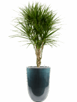 Dracaena Marginata In Pure D 27 H 178 cm - PlantenShop24 - 17-06-2025