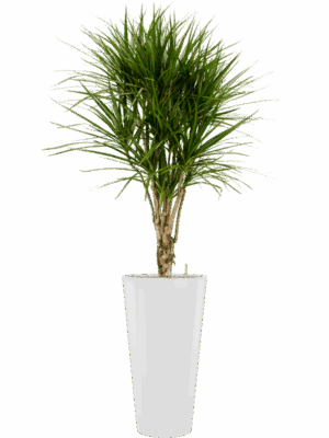 Dracaena Marginata In Runner D 27 H 186 cm - PlantenShop24 - 17-06-2025