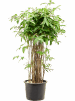 Dracaena Surculosa D 32 H 140 cm - PlantenShop24 - 26-06-2025