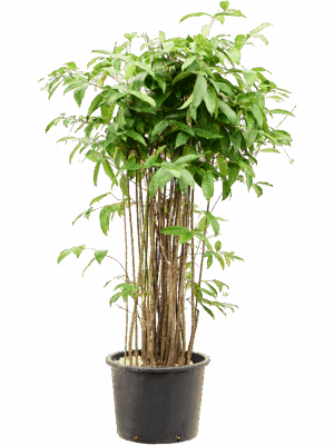 Dracaena Surculosa D 32 H 140 cm - PlantenShop24 - 26-06-2025