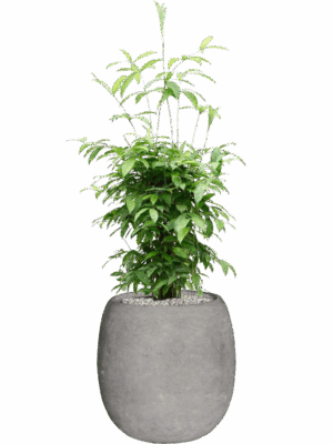 Dracaena Surculosa  In Baq Polystone Coated Plain D 24 H 120 cm - PlantenShop24 - 03-06-2025