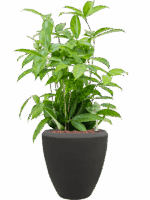 Dracaena Surculosa In Baq Polystone Plain D 18 H 66 cm - PlantenShop24 - 03-06-2025