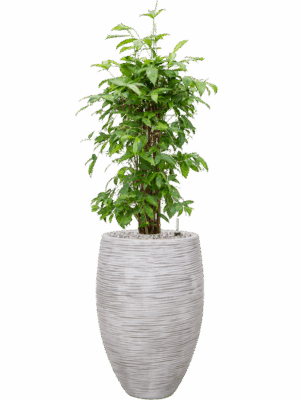 Dracaena Surculosa In Capi Nature Rib NL D 24 H 139 cm - PlantenShop24 - 30-05-2025