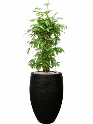 Dracaena Surculosa In Capi Nature Rib NL D 24 H 140 cm - PlantenShop24 - 03-06-2025
