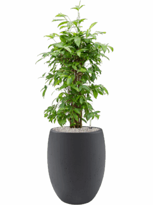 Dracaena Surculosa  In Grigio D 24 H 129 cm - PlantenShop24 - 17-06-2025