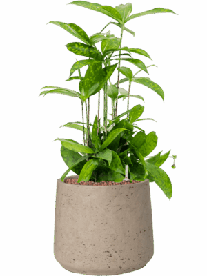 Dracaena Surculosa In Rough D 15 H 54 cm - PlantenShop24 - 05-06-2025