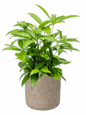 Dracaena Surculosa In Rough D 17 H 48 cm - PlantenShop24 - 05-06-2025