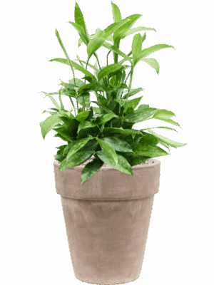 Dracaena Surculosa In Terra Cotta D 19 H 63 cm - PlantenShop24 - 25-06-2025