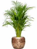 Dypsis Areca Lutescens In Baq Opus Raw D 21 H 118 cm - PlantenShop24 - 04-06-2025