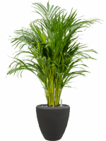 Dypsis Areca Lutescens In Baq Polystone Plain D 21 H 93 cm - PlantenShop24 - 03-06-2025