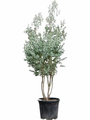Eucalyptus Gunnii D 35 H 150 cm - PlantenShop24 - 06-06-2025