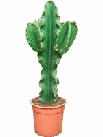 Euphorbia Erytrea D 24 H 90 cm - PlantenShop24 - 16-06-2025