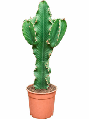 Euphorbia Erytrea D 24 H 90 cm - PlantenShop24 - 16-06-2025