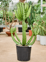 Euphorbia Lactea D 30 H 100 cm - PlantenShop24 - 14-07-2025