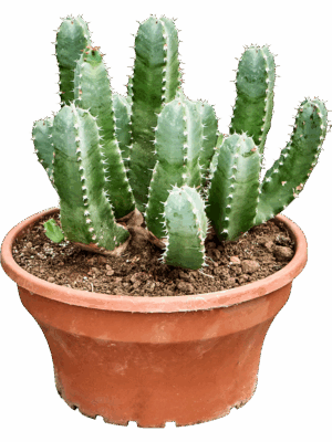 Euphorbia Resinifera D 25 H 40 cm - PlantenShop24 - 16-06-2025