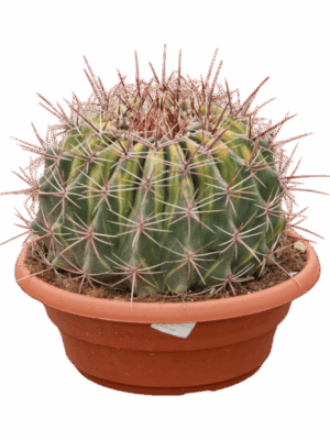 Ferocactus Townsendianus Variegata D 30 H 35 cm - PlantenShop24 - 05-06-2025