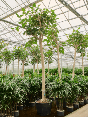 Ficus Benghalensis Audrey D 65 H 350 cm - PlantenShop24 - 05-06-2025