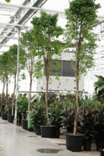 Ficus Benjamina Columnar D 60 H 460 cm - PlantenShop24 - 10-06-2025