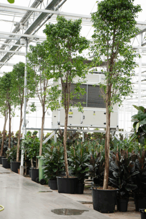 Ficus Benjamina Columnar D 60 H 460 cm - PlantenShop24 - 10-06-2025