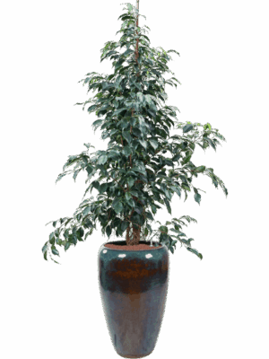 Ficus Benjamina Danielle In Mystic D 25 H 204 cm - PlantenShop24 - 02-06-2025