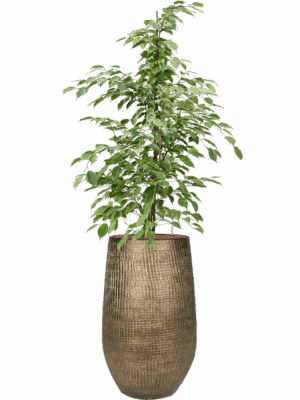 Ficus Benjamina Golden King In Ryan D 18 H 163 cm - PlantenShop24 - 27-06-2025