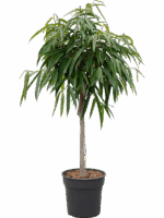 Ficus Binnendijkii Alii D 27 H 120 cm - PlantenShop24 - 10-06-2025