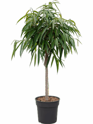 Ficus Binnendijkii Alii D 27 H 120 cm - PlantenShop24 - 10-06-2025