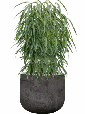 Ficus Binnendijkii Alii In Baq Algar D 21 H 97 cm - PlantenShop24 - 23-06-2025